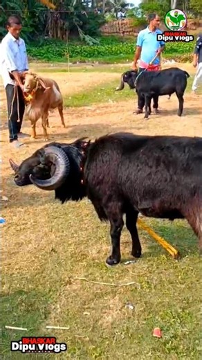👉 ଏତେ ବଡ଼ ମେଣ୍ଢା ବୋଦା ଦେଖିଛ କେବେ? 🐑🔥 | Biggest Sheep Ever | Rare Giant Ram India #shorts #sheep