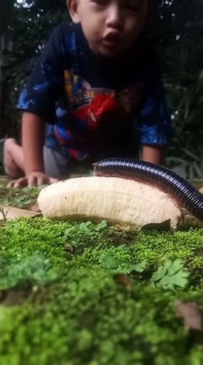 millipedes' favorite bananas #uniqueanimals #cuteanimals #millipedes #mrowl