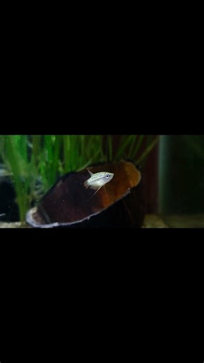 always fishes #aquarium #feeds