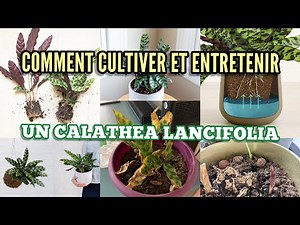 Comment cultiver et entretenir un Calathea lancifolia
