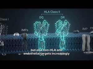 Precision CAR T for Organ Transplant Tolerance 1080p caption