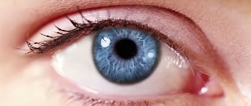 Robot de compañía - Tráiler español