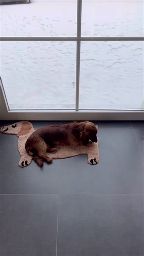 Aujourd’hui journée de réunions de chantiers 📆 Pour deux beaux projets en cours avec nos partenaires artisans 🫱🏻‍🫲🏼✨ Couleur Maison - Peinture et Décoration pour les peintures 🖼️ ClipElec pour l’électricité 💡 Menuiserie Pierre Alexandre pour les menuiseries sur mesure 📐 Le tout sous la neige et accompagné d’un nouveau cousin pour Ubert 🐕 #marieshome #namur #interior #project #cha | Marie'S Home - Décoration & Architecture d'intérieur