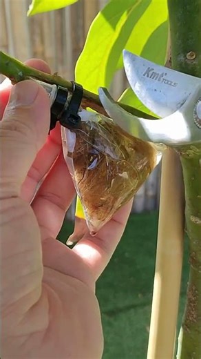 How to Clone and Propagate Fruit Trees Like a Pro! 🌳🍊 Unlock the Secret to Perfect Fruit Tree Growth