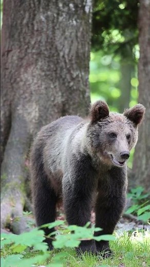 Slovenia: Where Alps, Mediterranean, and Pannonian Plain meet in one stunning country.