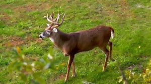 Drury Outdoors DeerCast TV Spot, 'Just the Beginning'