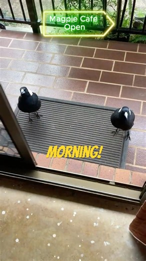 Singing for the Side Order 🎶🥣Magpies breakfast demands! #magpies#australianbirds #backyardwildlife