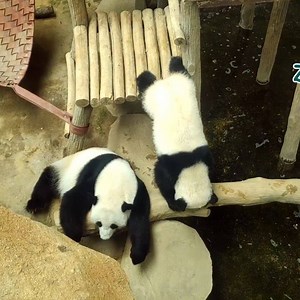 A female panda that becomes a mother has a heavy defense mechanism to protect her baby. Her female cub still undergo survival training throughout the year. You can watch these adorable pandas playing and rolling on the ground at the conservation centre. | Zoo Negara Malaysia