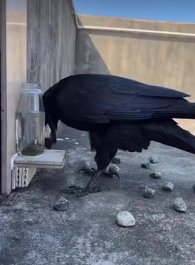 3K views · 52 reactions | A crow doing it's water displacement trick  | Crafti | Facebook