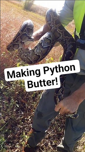 The Secret Python Sauce! #butter #python #musk #snake #florida #wildlife #nature #shorts #herping