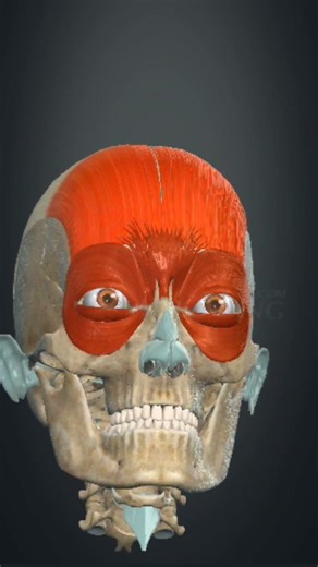 occipitofrontalis muscle action #bpt #anatomy #physiohub #biology #physiotherapist #viral #education