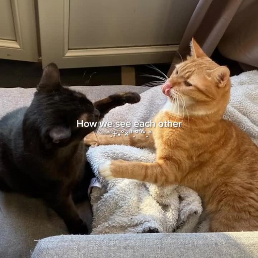 Friendship Trend Slideshow - CapCut Template