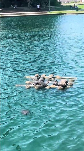 Spring Stroll at University City Pond 🌸🐢