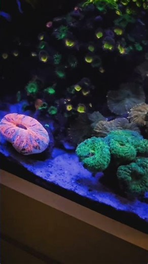 Dia de alimentar os corais do meu Nano Reef🪸🐠 #nanoreef #reef #aquarismo #aquariomarinho #animals