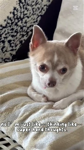 Are you falling asleep😴 #chihuahua #cute #chihuahua #puppy #dogs #comedy #funny #trending #YTshorts