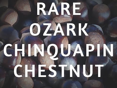 The Ozark Chinquapin Chestnut