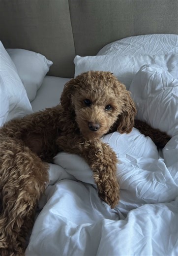 Adorable Poodle Enjoys Belly Rubs