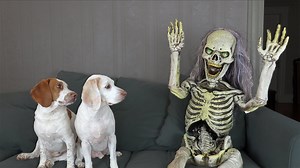 2.5M views · 25K reactions | Dogs vs Skeleton Prank | Maymo the Dog | Facebook