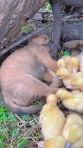 104K views · 3K reactions | 藍藍藍 | Pets Story | Facebook