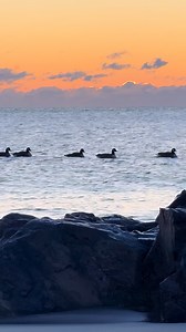 Beautiful sea ducks, swimming perfect formation, following their mama #ducks #seaducks #coastalliving #nh #seacoastnh | Stephen Rideout