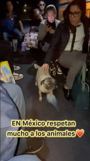 Así tratan a los animales en México 🇲🇽 #viral #México #CDMX #RespetoAnimal #Perritos #amoranimal