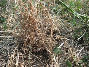 An Eco-Solution to Grub Control