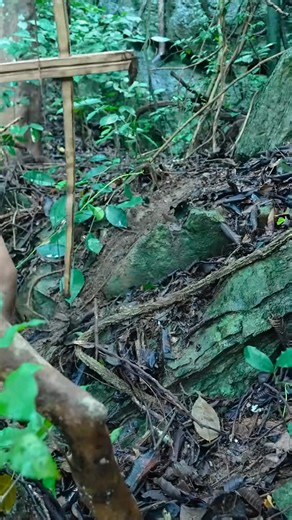 3M views · 29K reactions | Surviving in the deep forest, searching for wild animals #survival #stream #campinghacks #solocamping #bushcraft #intherain #treehouse #building #relax #campinglife #cave #nature #shelter #campingideas | Kun Thea | Facebook