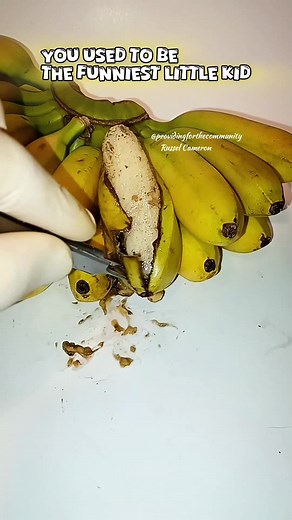 Lab Banana Experiment: Why the Banana Looks Alive