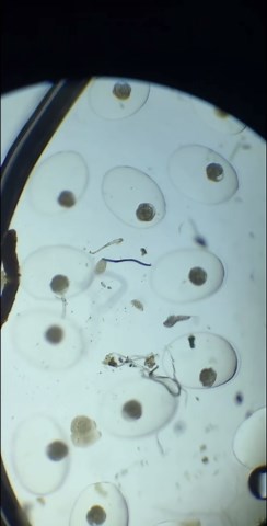 Under the Microscope: Discovering Tiny Wonders