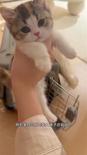 She Squeals When I Touch Her Tail! 😭❤️ #CuteKitten