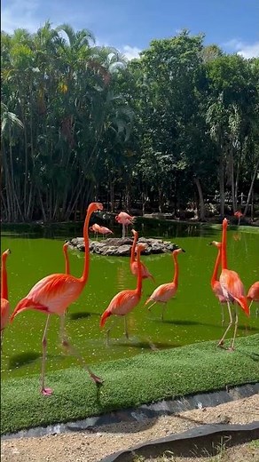 Flamingos Walking Slowly in Shallow Water | Peaceful Wildlife Moment
