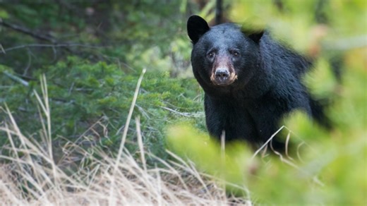 Early spring means an early end to black bear hibernation