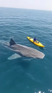 10K views · 103 reactions | Paddleboard_Meets_Giant_Shark_at_Sea#Tense_Scene#Sea_Encounter#Paddleboard_and_Shark#Huge_Size | Aloys-Mythical-q6f | Facebook