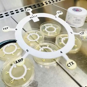 9.8K views · 188 reactions | ready antibiogram discs  #microbiology #microbiologist #lab #laboratory #mikrobiyoloji #microbiologia #cell #culture #fyp #viral #explore #kesfet #bacteria #virus #fungi #parasite #virüs #mantar #parazit #life #knowledge #know #fact #reel #microbe #science #molecular #bacteriology #virology #PhD | Medical Microbiologist | Facebook