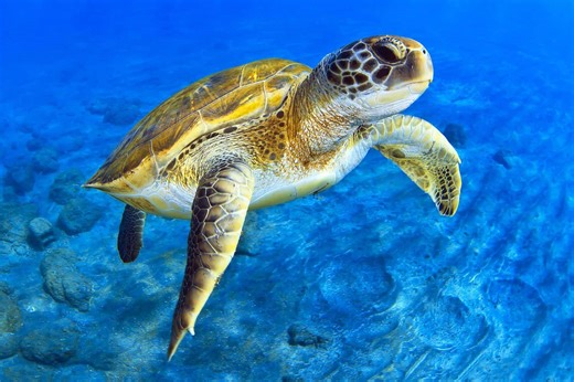 Your Complete Guide to Sea Turtles