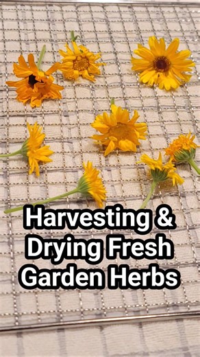 Harvesting & Drying Fresh Garden Herbs