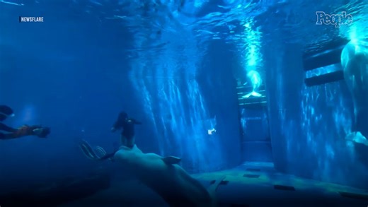 Beluga Whale Bites at 2 Divers Inside Aquarium Tank, Terrifying Visitors
