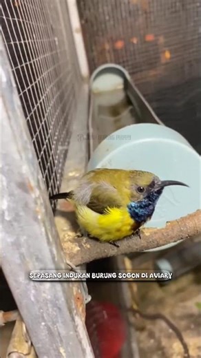 Sepasang Burung Sogon Aviary #birds #burung #kicaumania #sogon #aviary #bird #burungkicau #nature