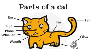 Parts of A Cat in English with Pictures • 7ESL