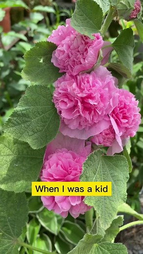 Vibrant and Fragrant Double-Flowered Hollyhocks for Your Garden