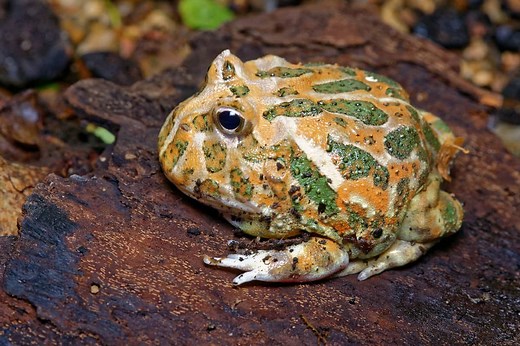 Pacman Frog Morphs: Discover the 40  Types
