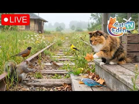🔴 LIVE Cat Eden TV 🌳 12 Hours of Colorful Backyard Birds & Curious Squirrels | 4K HDR