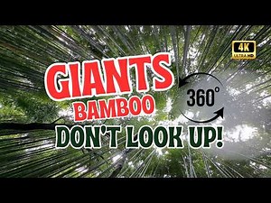 Inside Japan’s Secret Forest! 4K 360° Arashiyama Bamboo Tour (Don’t Look Down)