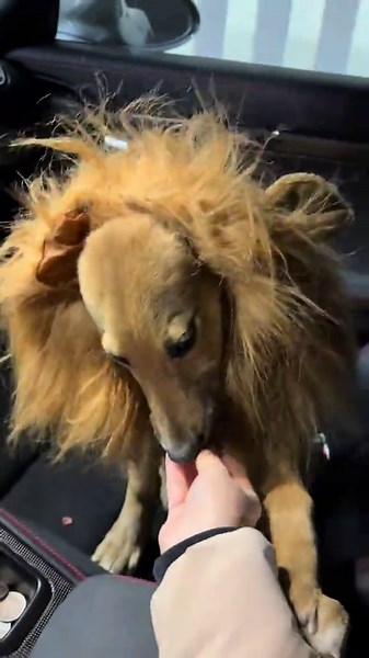 უიშვიათესი ჯიშის ბოკვერი