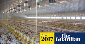 UK has nearly 800 livestock mega farms, investigation reveals