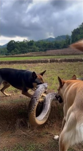 Two dogs challenge the python #short #viral #trending #snake #dog