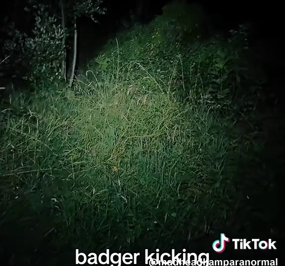 Badger Attack Highlights from TikTok Live