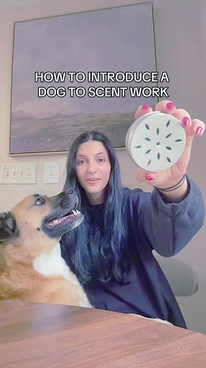 Train Smarter, Not Harder! Boost IQ, fix behavior, and enjoy a happier pup. Learn More : https://en-braintrainingfordog.com/ | We Dog Trainer