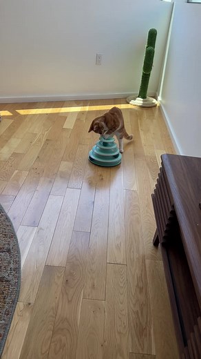 3.4K views · 39 reactions | Cats are actual aliens | Jennifer Harrison | Facebook