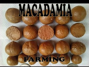 Macadamia Farming Intro
